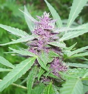 Purple.144104419 Purple.144104419