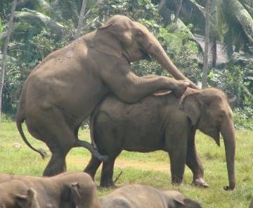 elephants