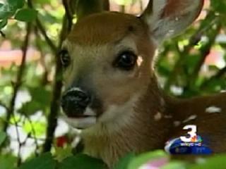bambi bambi